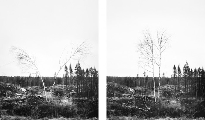 Trees